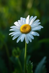 Fototapeta premium A single white daisy flower blooming on a green stem in a sunny meadow.