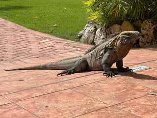 Cayman iguana