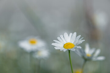Daisy flower with morning dew in the meadow