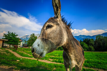 Donkey Close-Up on Farm in Countryside Austria, Green Field and Mountains