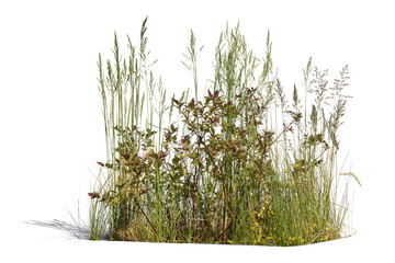 Composition of different wild green plants isolated on white background
