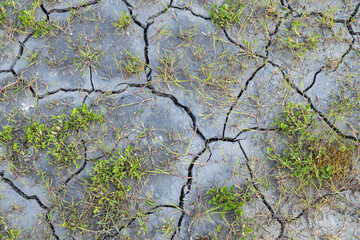 Dry ground and small grass trying to survive hot summer season