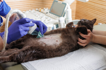 The abdominal cavity of a cat examined using ultrasound. The veterinarian performs an ultrasound...