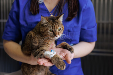 Veterinarian puts a catheter on a cat in a veterinary hospital, emergency care for animals