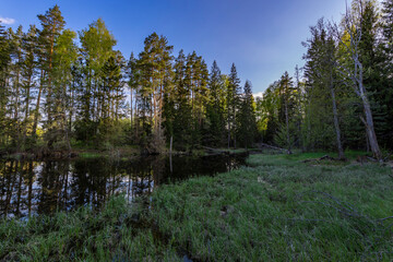 A pond in the forest, a colorful landscape with bright spring greenery, large trees on the shore near a pond, sunlight.