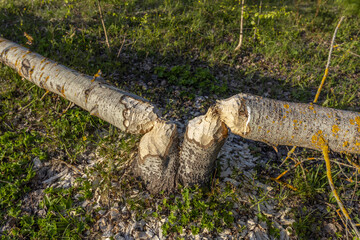 A tree gnawed by beavers lies on the grass. An aspen trunk on the ground, Beaver teeth marks on the tree.