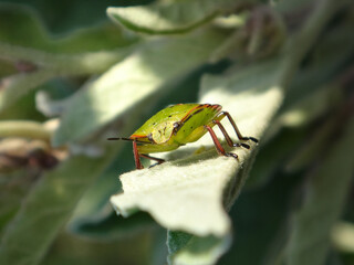 The southern green shield bug (Nezara viridula) fifth instar nymph basking on nightshade plant
