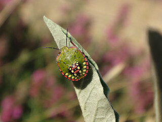 The southern green shield bug (Nezara viridula) fifth instar nymph basking on nightshade plant