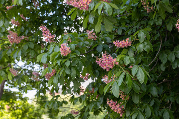 A horse chestnut tree in full bloom, showcasing its beautiful pink flowers and lush green leaves,...