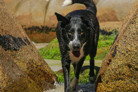 Cachorro C&atilde;o Animal Graveto Praia Ver&atilde;o Jurere Florian&oacute;polis Floripa Santa Catarina Brasil Sol Mar Areia Ondas Turismo F&eacute;rias Calor Paisagem Beleza Natureza Divers&atilde;o Lazer Banho