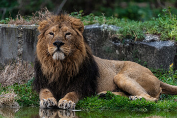 photographs of lions and lionesses, resting freely