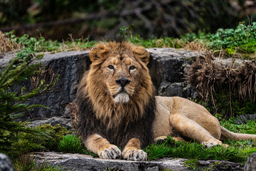 photographs of lions and lionesses, resting freely