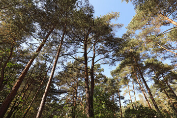 Obraz premium High pine trees in front of a sky