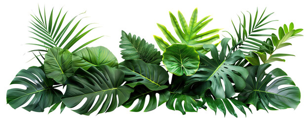 Lush green tropical plants bush (monstera, palm, rubber plant, pine and fern), cut out