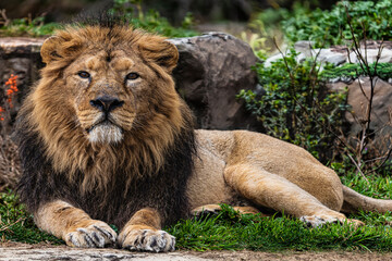 photographs of lions and lionesses, resting freely