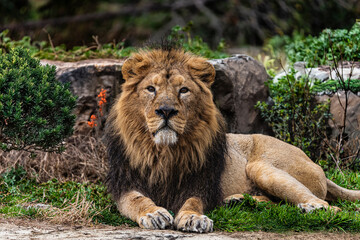 photographs of lions and lionesses, resting freely