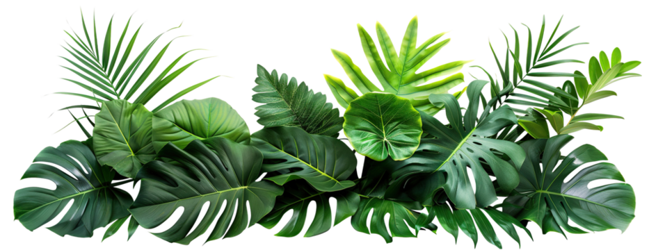 Lush green tropical plants bush (monstera, palm, rubber plant, pine and fern), cut out