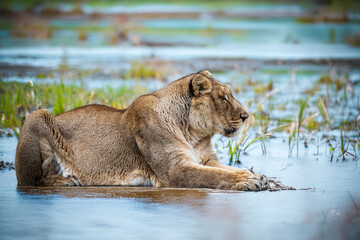 photographs of lions and lionesses, resting freely