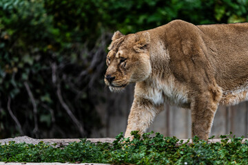 photographs of lions and lionesses, resting freely