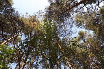 A group of tall pine trees grows densely in front of a sky
