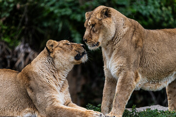 photographs of lions and lionesses, resting freely