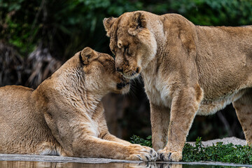 photographs of lions and lionesses, resting freely