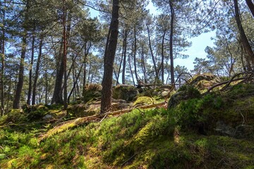 Vue sur une pente de la forêt de Fontainebleau, avec tons vifs