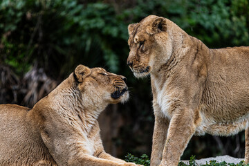 photographs of lions and lionesses, resting freely
