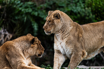 photographs of lions and lionesses, resting freely