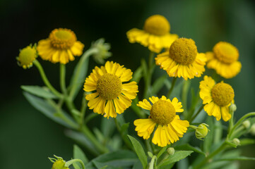 Helenium autumnale common sneezeweed in bloom, bunch of yellow flowering flowers, tall shrub