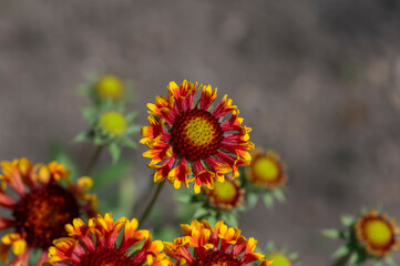 Gaillardia aristata red yellow flower in bloom, common blanketflower flowering plant, group of petal flowers