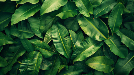 Fototapeta premium photo of green leaves background