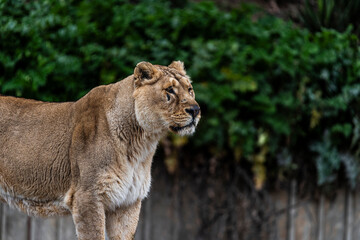 photographs of lions and lionesses, resting freely