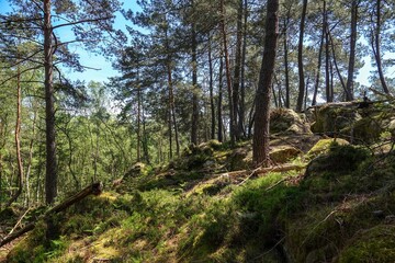 Vue sur une pente de la forêt de Fontainebleau