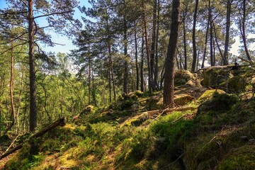 Vue sur une pente de la forêt de Fontainebleau, avec effet de lumière chaude et tons vifs