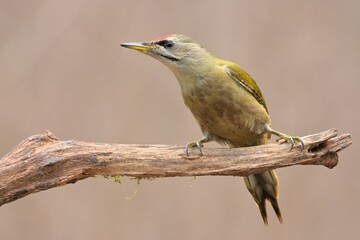 Greyheaded woodpecker Picus canus bird songbird wildlife nature predator cock o the north, beautiful animal mountain finch, animal, bird watching ornithology, flower bud fauna wildlife Europe