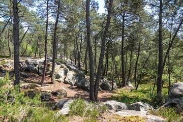 Vue sur une partie clairsemée et rocheuse de la forêt de Fontainebleau