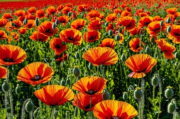 Fototapeta premium A field of red poppies with green grass