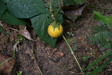 A round eggplant fruit is ripening yellow on a branch hanging near the ground - Powered by Adobe