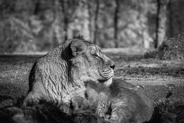 Naklejka premium black and white photographs of lions and lionesses resting