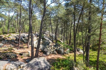 Vue sur une partie clairsemée et rocheuse de la forêt de Fontainebleau, avec tons vifs
