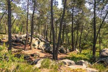 Vue sur une partie clairsemée et rocheuse de la forêt de Fontainebleau, avec effet de lumière chaude et tons vifs