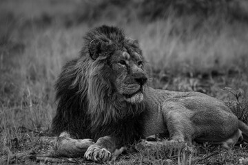 black and white photographs of lions and lionesses resting
