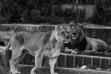 black and white photographs of lions and lionesses resting