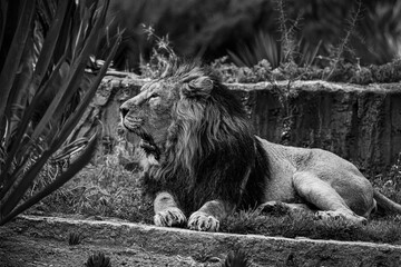 black and white photographs of lions and lionesses resting