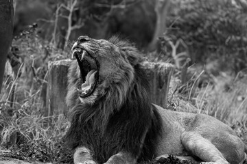 black and white photographs of lions and lionesses resting