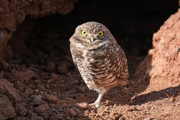 Burrowing Owl - Arizona