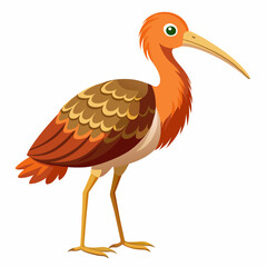 limpkin-bird-side-view-vector-illustration