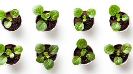 Green seedlings sprouting in coffee capsules isolated on white background shot from above