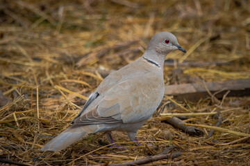 Eurasian collared dove walks on the hay perpendicular to the camera lens on a cloudy spring day. Close-up portrait of a Eurasian collared dove with a hay background.